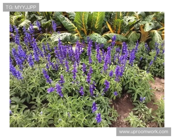 足球明星搞笑跑姿大集合让你捧腹大笑的瞬间回顾 足球明星搞笑跑姿大集合让你捧腹大笑的瞬间回顾